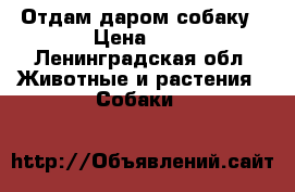 Отдам даром собаку › Цена ­ 5 - Ленинградская обл. Животные и растения » Собаки   